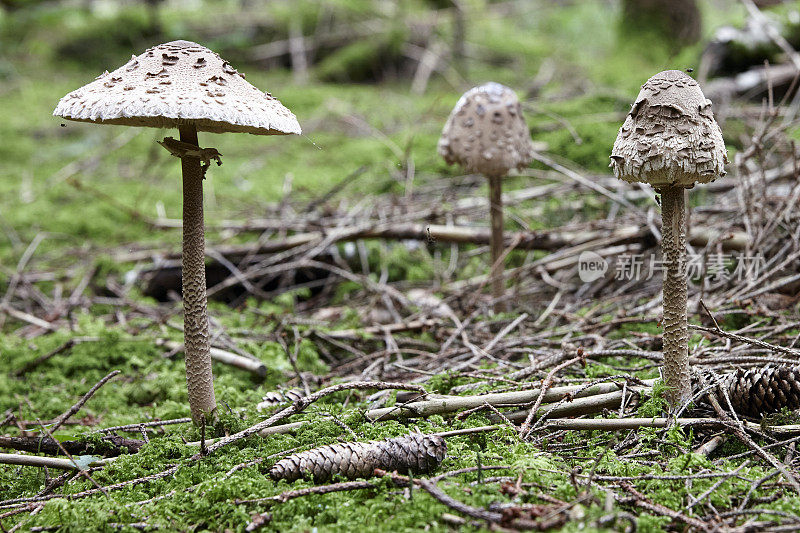 三个Macrolepiota procera